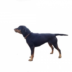 Photo of Lora