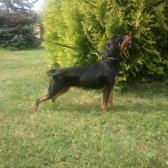 Photo of Nika