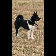 Photo of BRENA