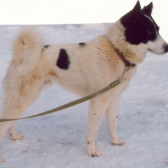 Photo of Pando