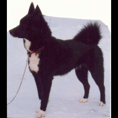 Photo of Bella