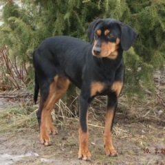 Photo of Dora