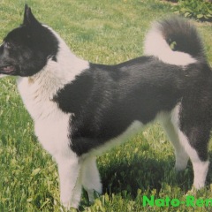 Photo of Nato-Renato