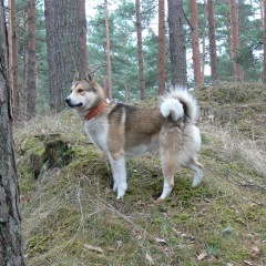 Photo of Rego