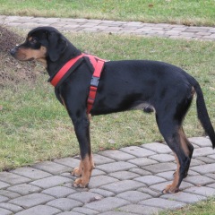 Photo of Merro